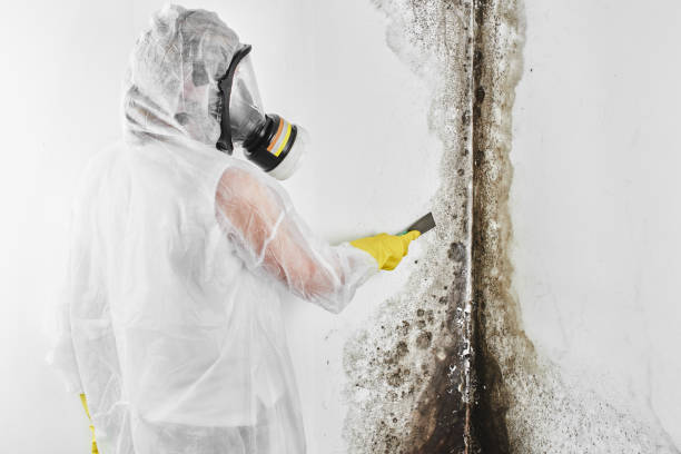 Best Emergency Mold Removal  in Elkland, PA