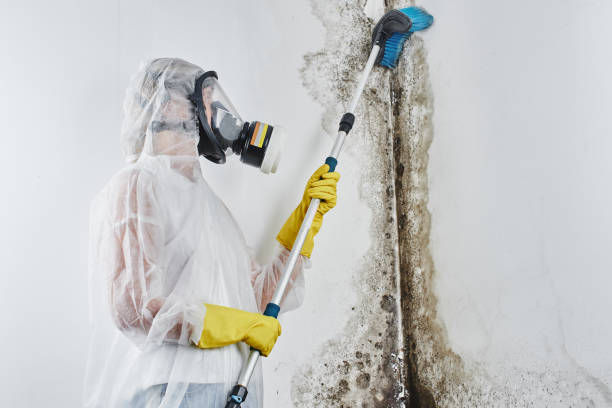 Best Commercial Mold Removal  in Elkland, PA