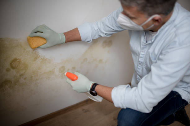 Best Mold Removal and Inspection  in Elkland, PA