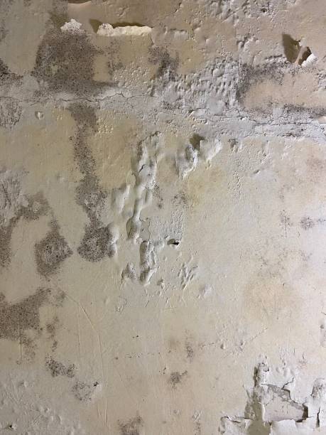 Best Mold Testing  in Elkland, PA
