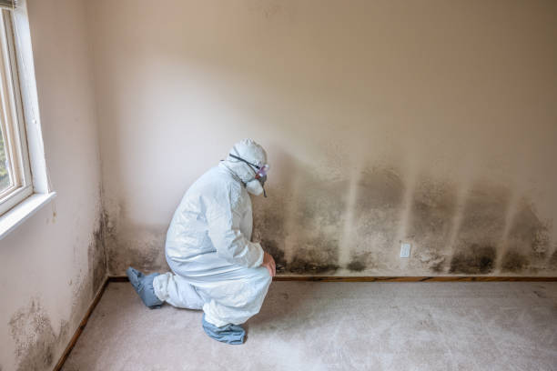 Professional Mold Removal in Elkland, PA