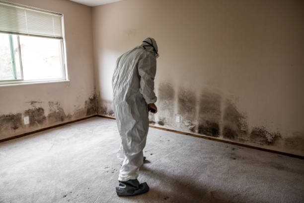 Best Attic Mold Removal  in Elkland, PA