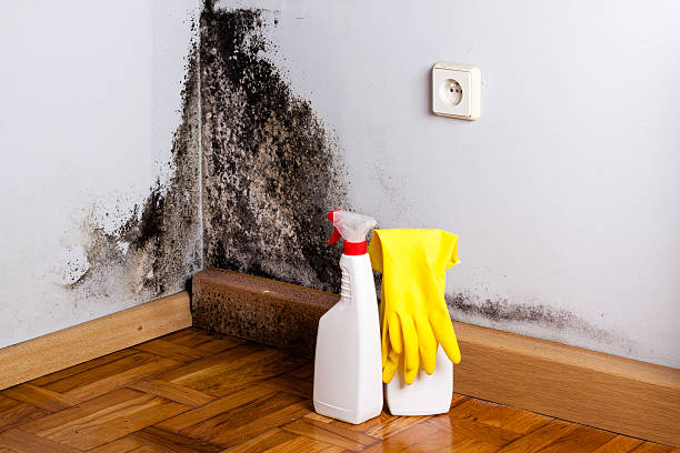 Best Local Mold Removal Service  in Elkland, PA