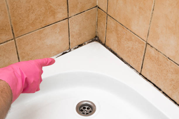 Best Mold Testing  in Elkland, PA